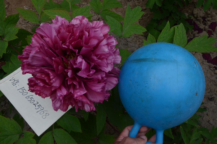 牡丹花王是什么颜色的?花王牡丹品种图 #231; #137;?(2).jpg