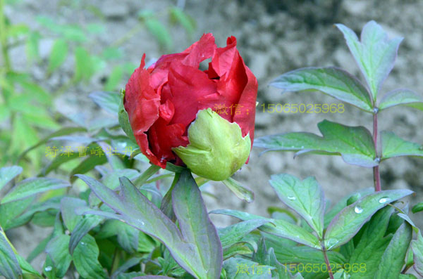 含苞欲放的牡丹大红色品种图片 (5).jpg