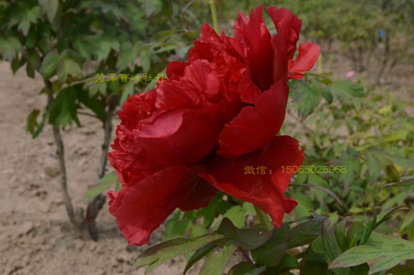 牡丹有红色的吗?大红色牡丹图 #231; #137;?(6).jpg