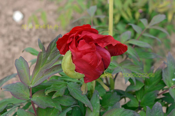 含苞欲放的牡丹大红色品种图片 (8).jpg
