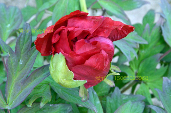 含苞欲放的牡丹大红色品种图片 (4).jpg