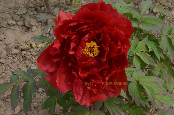 牡丹有红色的吗?大红色牡丹图 #231; #137;?(5).jpg