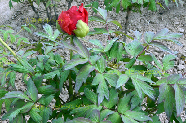 含苞欲放的牡丹大红色品种图片 (7).jpg