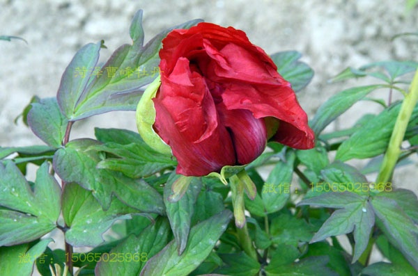 含苞欲放的牡丹大红色品种图片 (2).jpg