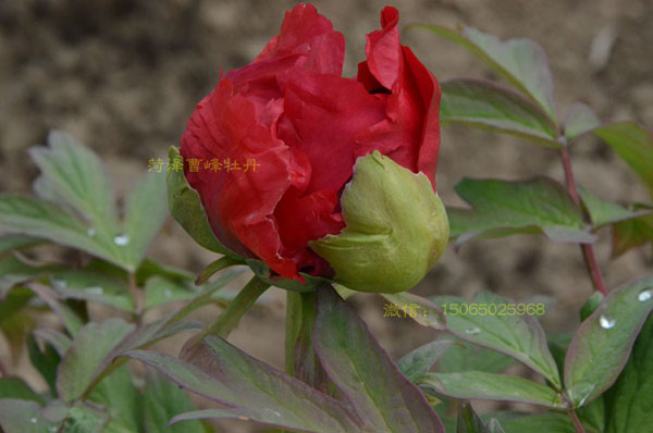 牡丹有红色的吗?大红色牡丹图 #231; #137;?(4).jpg