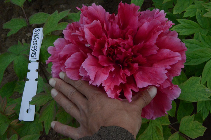 牡丹花王是什么颜色的?花王牡丹品种图 #231; #137;?(6).jpg