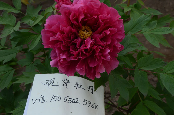 牡丹花王是什么颜色的?花王牡丹品种图 #231; #137;?(5).jpg