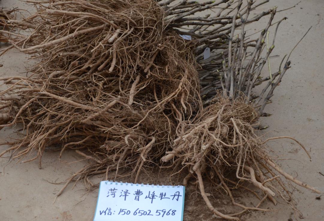 牡丹花苗.jpg 牡丹花苗.jpg