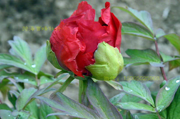 含苞欲放的牡丹大红色品种图片 (6).jpg