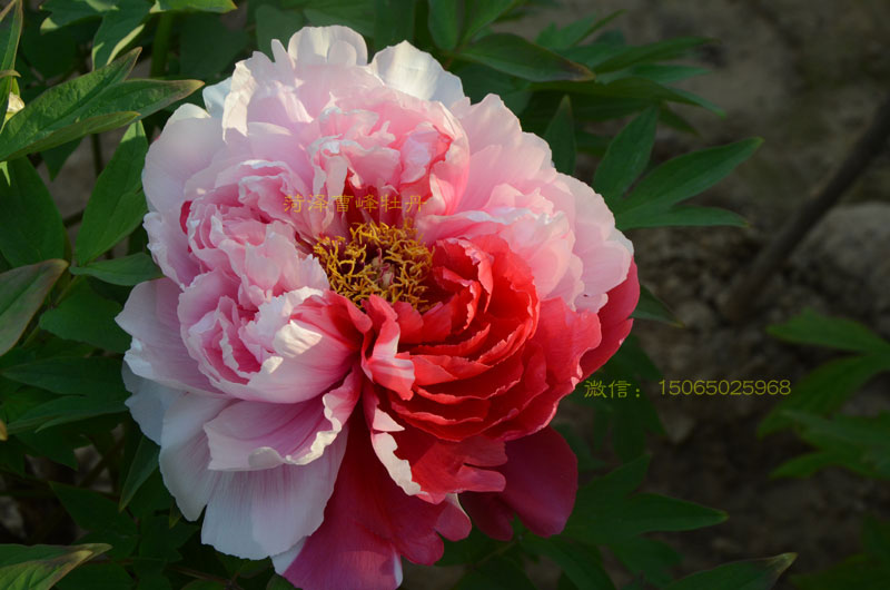 岛锦牡丹开花时间 (6).jpg