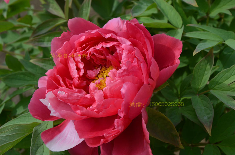 岛锦牡丹开花时间 (4).jpg