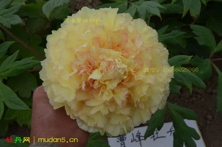 盛开的金致牡丹花.jpg 盛开的金致牡丹花.jpg