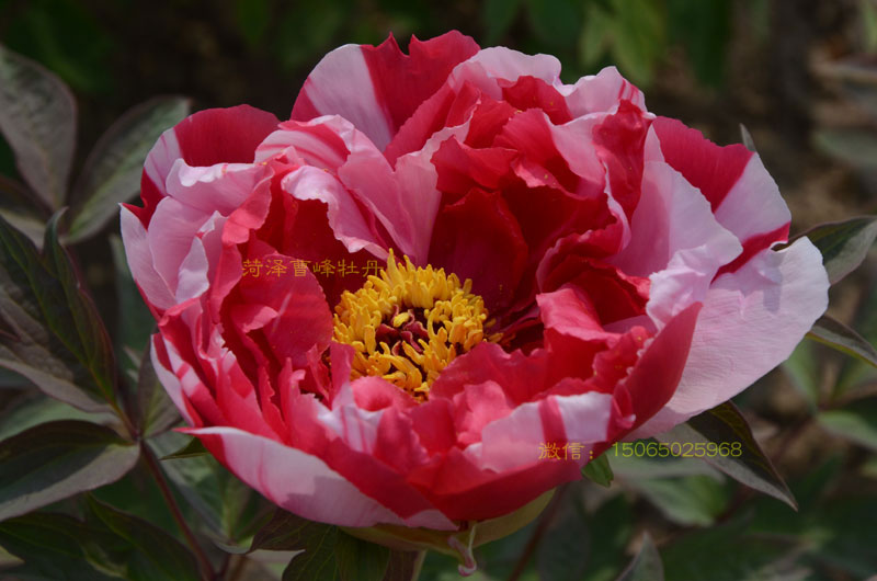 岛锦牡丹开花时间 (3).jpg