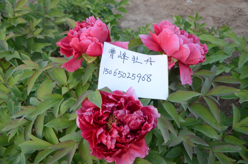 岛锦牡丹开花时间 (1).jpg