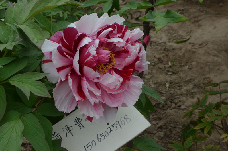 岛锦牡丹开花时间 (2).jpg