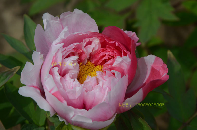 岛锦牡丹开花时间 (5).jpg