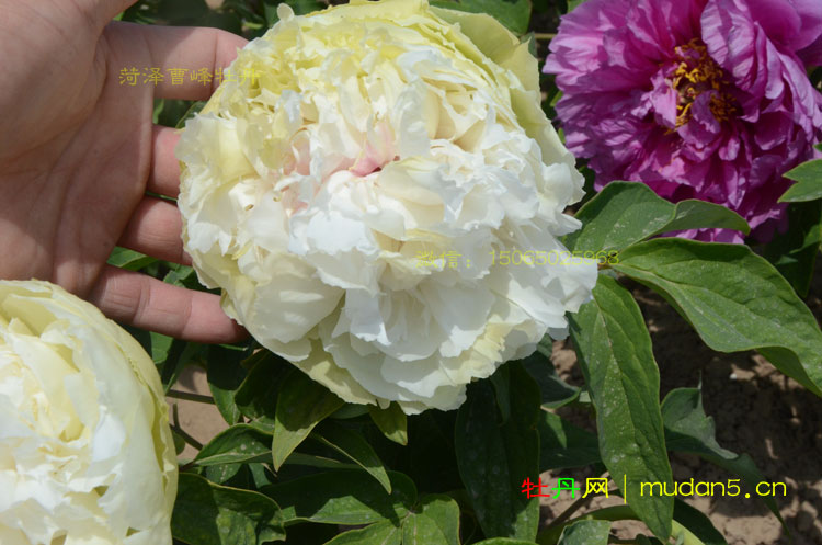 春柳牡丹.jpg 春柳牡丹.jpg