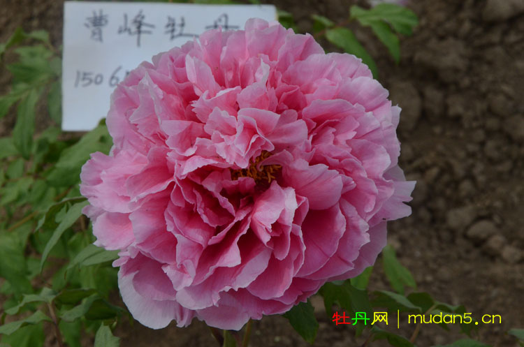 圣代牡丹花简介.jpg 圣代牡丹.jpg