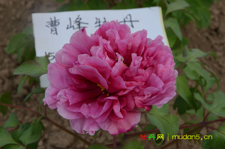 帝冠牡丹.jpg 帝冠牡丹.jpg