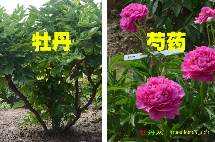 牡丹和芍药的区别在哪里?花农教你一眼区分开! (1).jpg