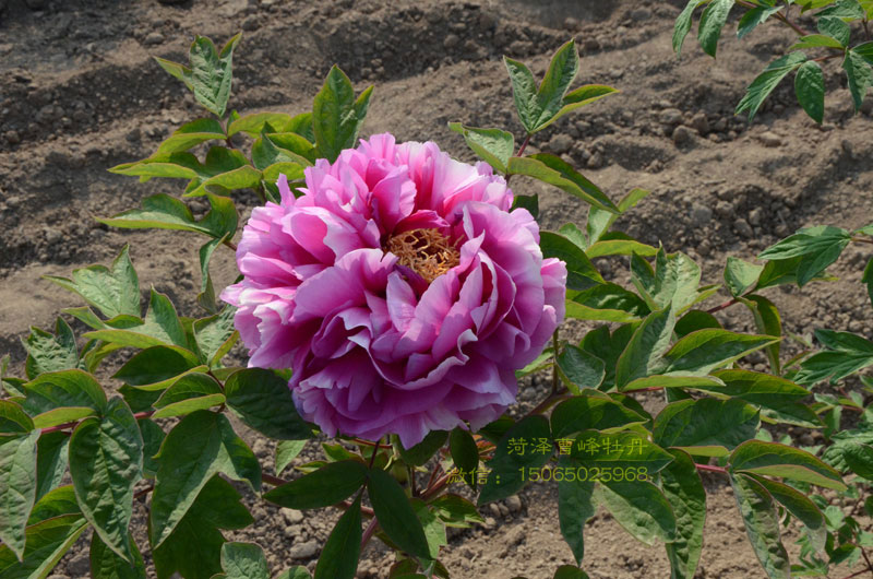 叠云牡丹图片大图欣赏 (13).jpg