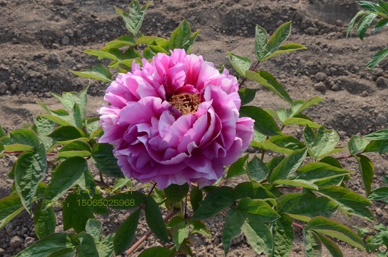 叠云牡丹图片大图欣赏 (5).jpg