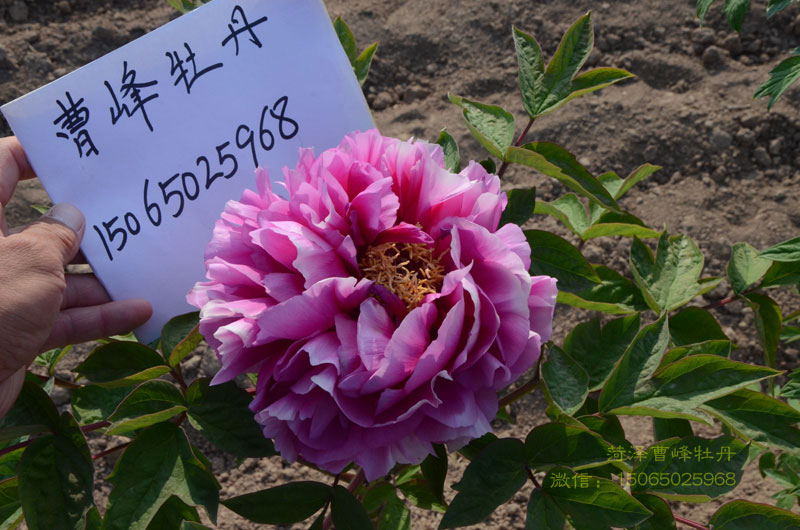 叠云牡丹图片大图欣赏 (7).jpg