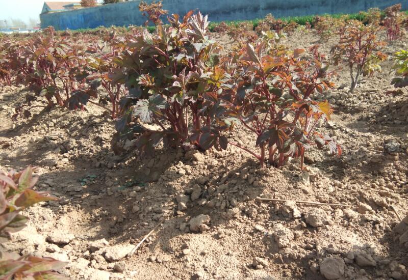 牡丹花长什么样子?牡丹花农带你瞧一瞧大田牡丹长啥样!.jpg 牡丹花长什么样子?牡丹花农带你瞧一瞧大田牡丹长啥样!.jpg