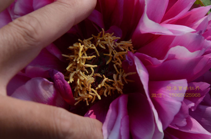 叠云牡丹图片大图欣赏 (3).jpg