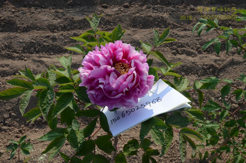 叠云牡丹图片大图欣赏 (9).jpg