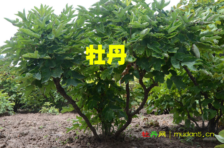 牡丹和芍药的区别在哪里?花农教你一眼区分开! (2).jpg