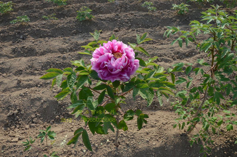 叠云牡丹 (7).jpg