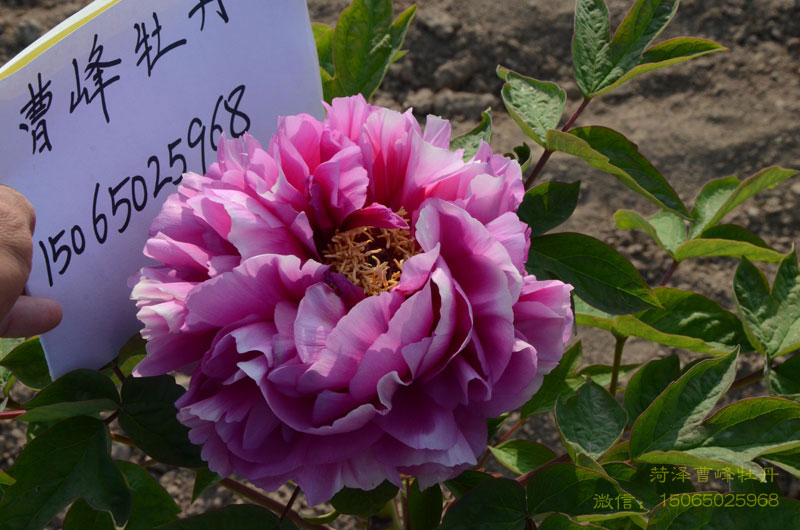 叠云牡丹图片大图欣赏 (11).jpg