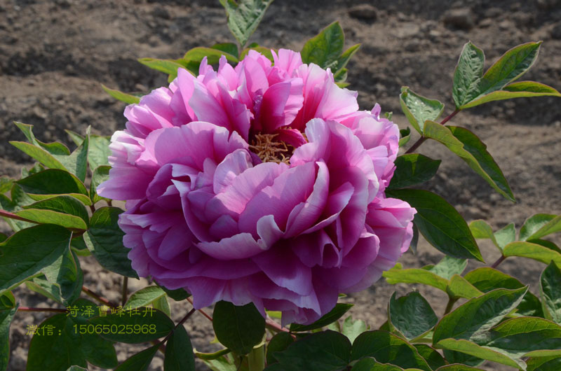 叠云牡丹图片大图欣赏 (1).jpg