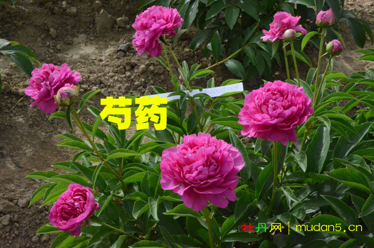 牡丹和芍药的区别在哪里?花农教你一眼区分开! (3).jpg