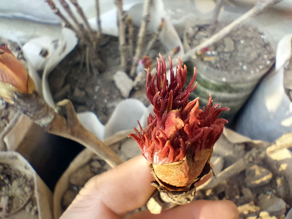 牡丹花发芽的样子.jpg 牡丹花发芽的样子.jpg