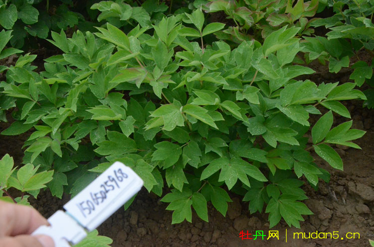 春节牡丹开完花咋办?春节牡丹开花后怎么养? (2).jpg