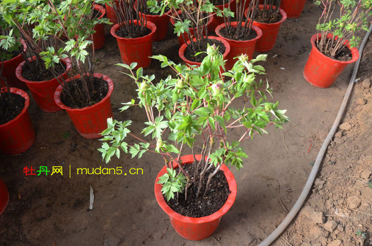 春节牡丹开完花咋办?春节牡丹开花后怎么养? (1).jpg