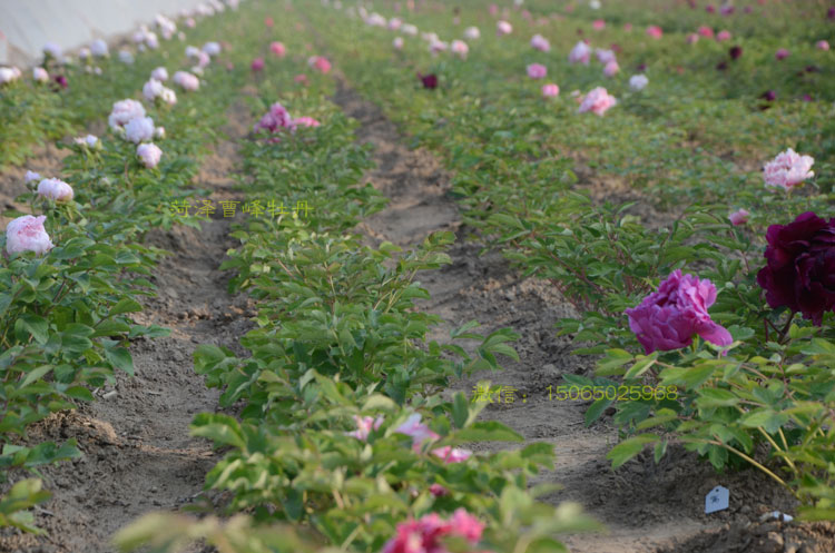 牡丹苗几年开花 (2).jpg