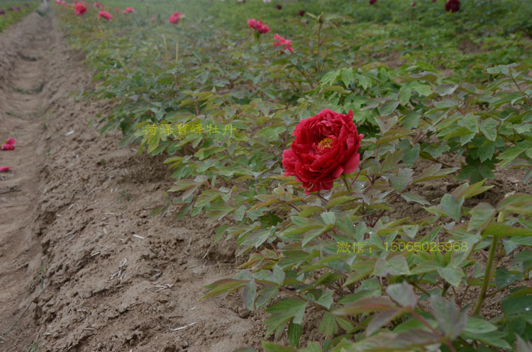 牡丹苗几年开花 (3).jpg