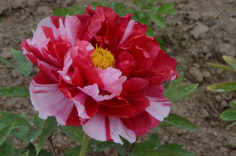 哪个牡丹品种花期长 (2).jpg