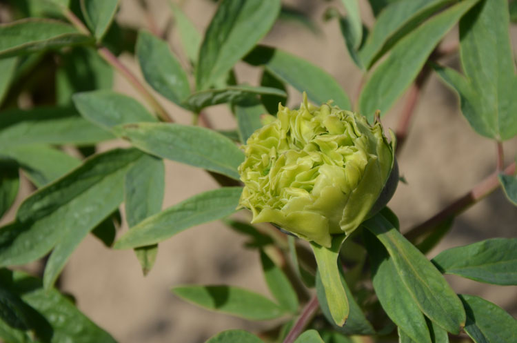 哪个牡丹品种花期长 (6).jpg