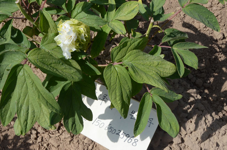 哪个牡丹品种花期长 (4).jpg