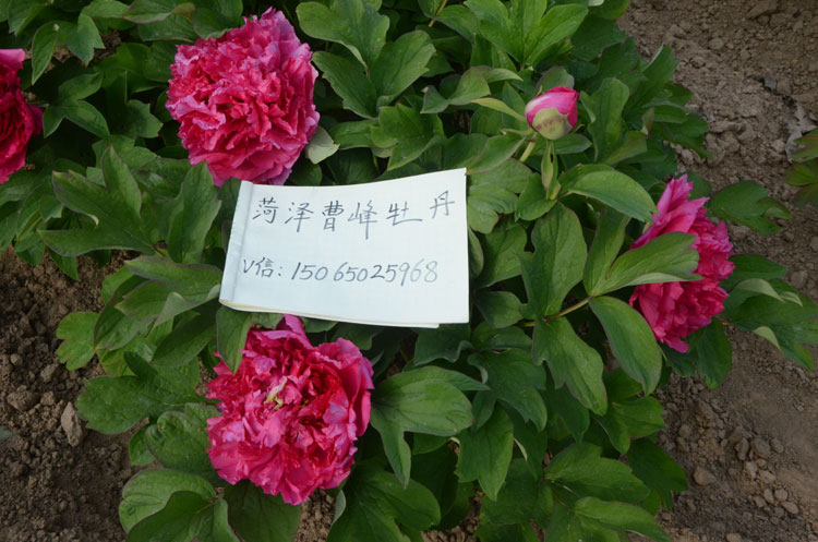春节牡丹开完花咋办?春节牡丹开花后怎么养? (3).jpg