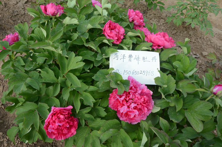 牡丹苗几年开花 (1).jpg