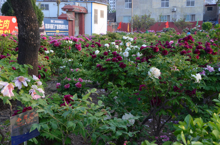 菏泽牡丹节.jpg 菏泽牡丹节.jpg