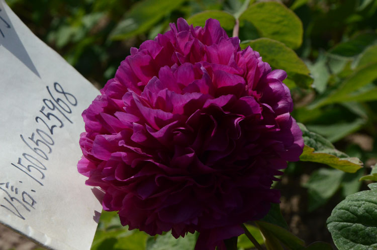 哪个牡丹品种花期长 (3).jpg