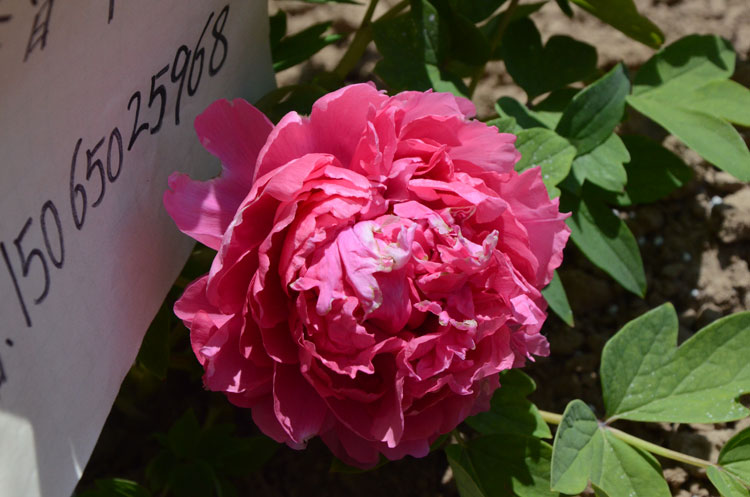 哪个牡丹品种花期长 (1).jpg