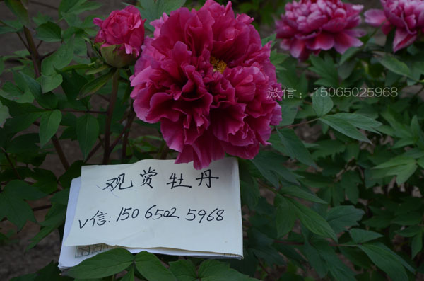 花王 (2).jpg 花王 (2).jpg