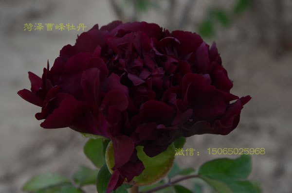 冠世墨玉.jpg 冠世墨玉.jpg